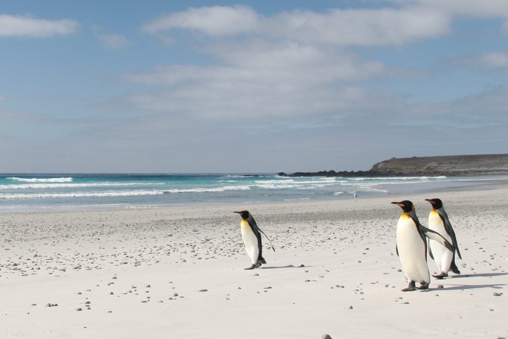 FAL_West Falklands_Volunteer Point_King Penguins_BL_5