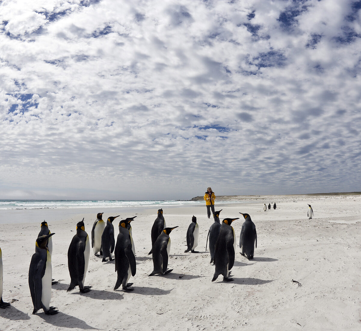 Group of King Penguins