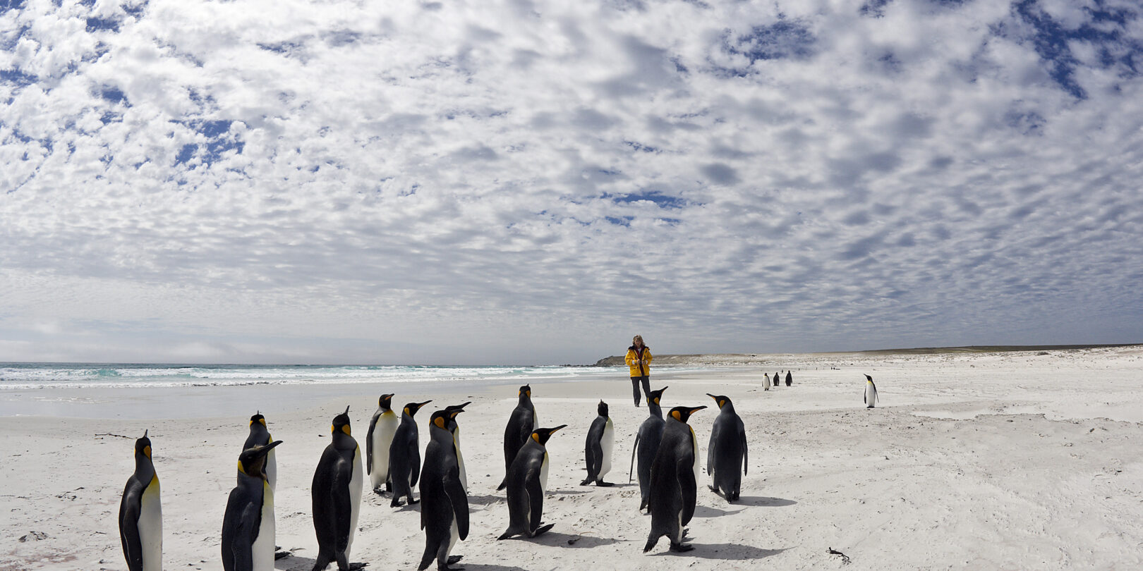 Group of King Penguins