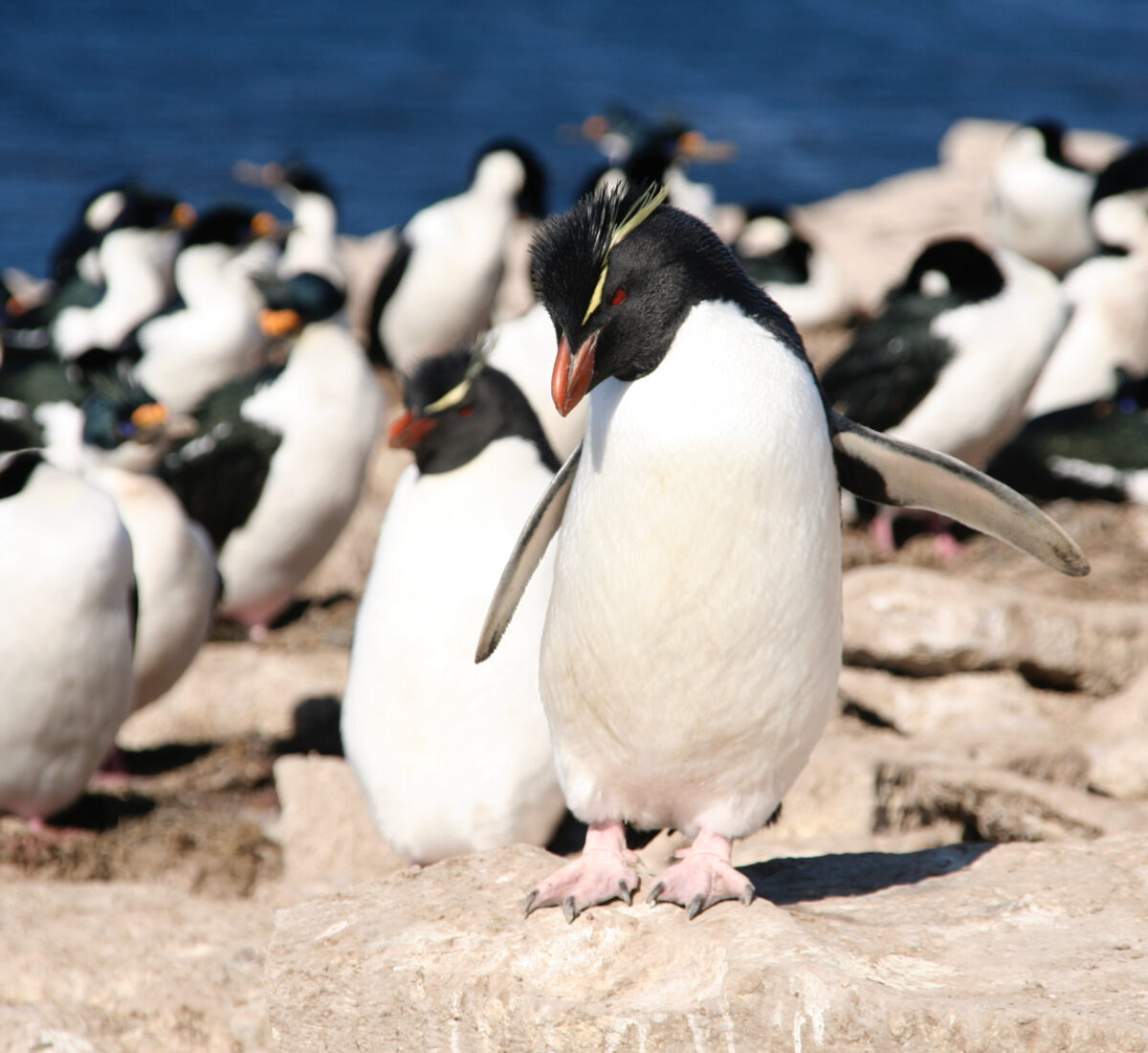 FAL_Pebble Island_Rockhopper Penguins_BL_1 (1)