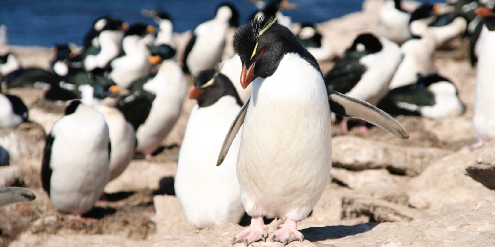 FAL_Pebble Island_Rockhopper Penguins_BL_1 (1)