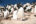 FAL_Pebble Island_Rockhopper Penguins_BL_1 (1)