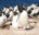 FAL_Pebble Island_Rockhopper Penguins_BL_1 (1)