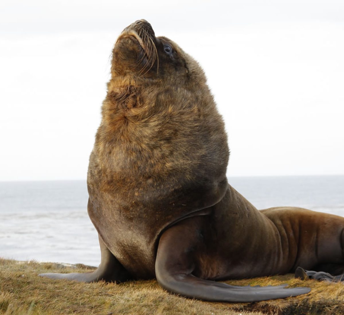 Falklands – Sea Lion Island – 001_old-male-sealion-vp-28-03-12-26