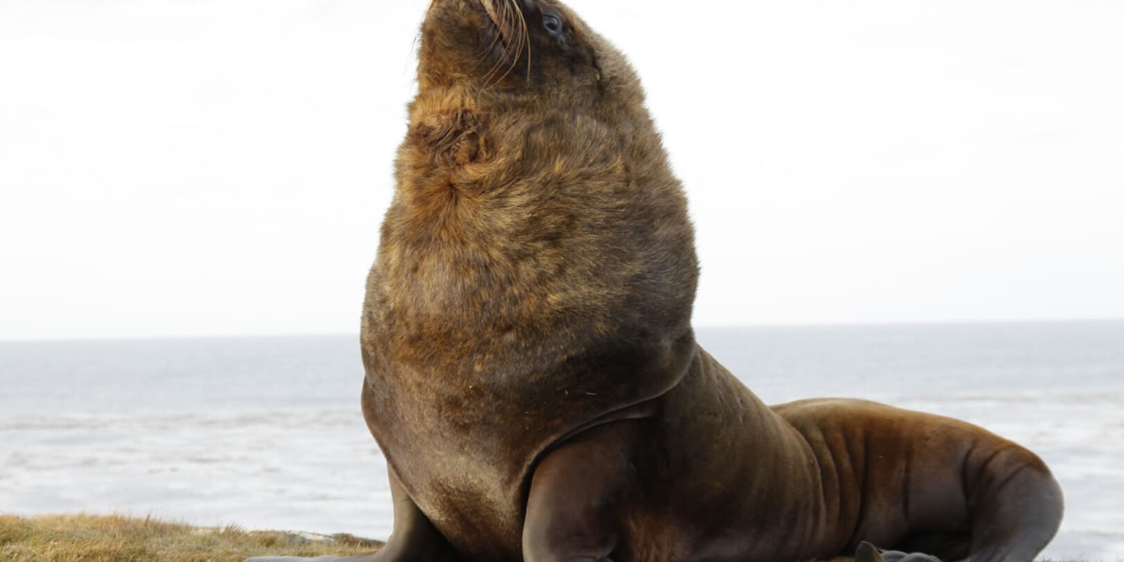 Falklands – Sea Lion Island – 001_old-male-sealion-vp-28-03-12-26