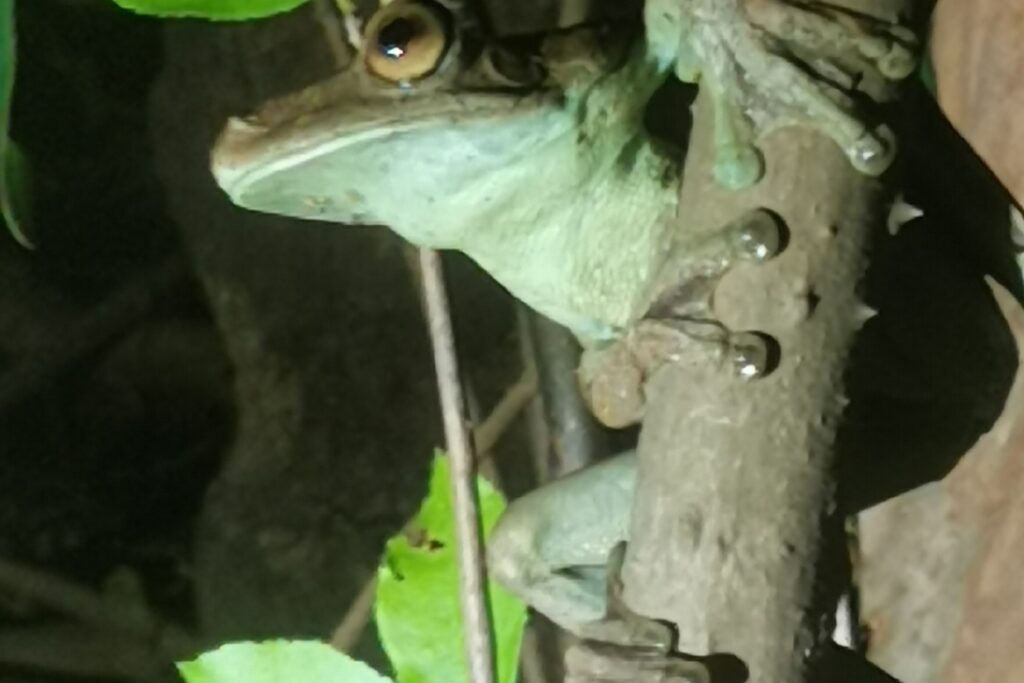 Gladiator tree frog Iwokrama River Lodge