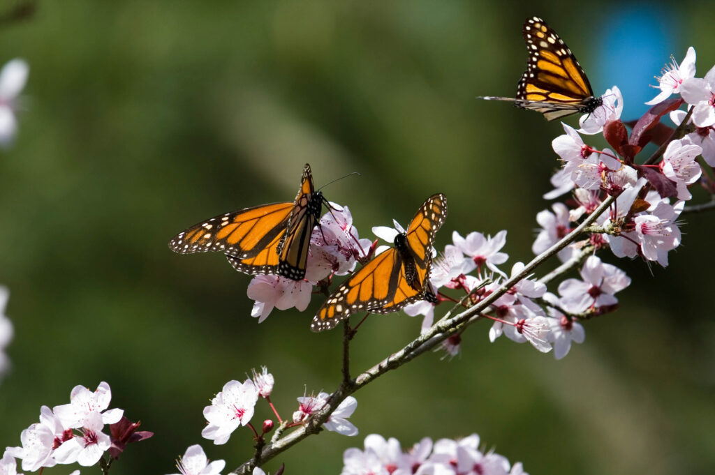 Monarch Butterflies