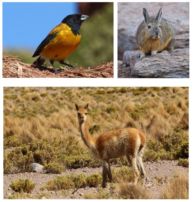 altiplanoanimalscollage