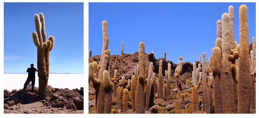 cacti