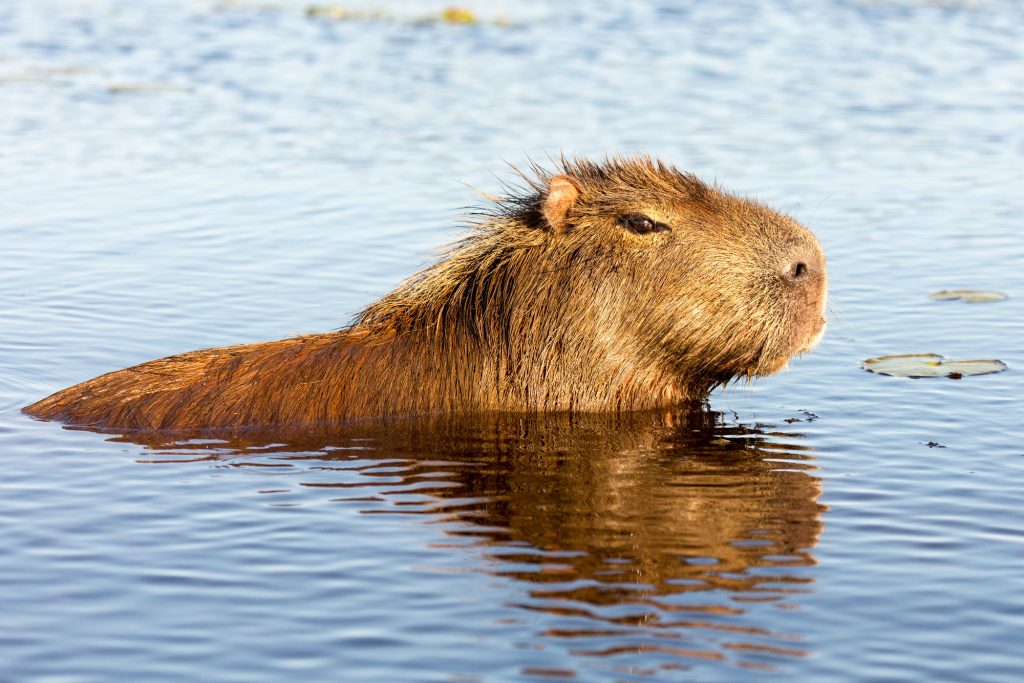 COL_Llanos_Capybara_Shutterstock_1070674463
