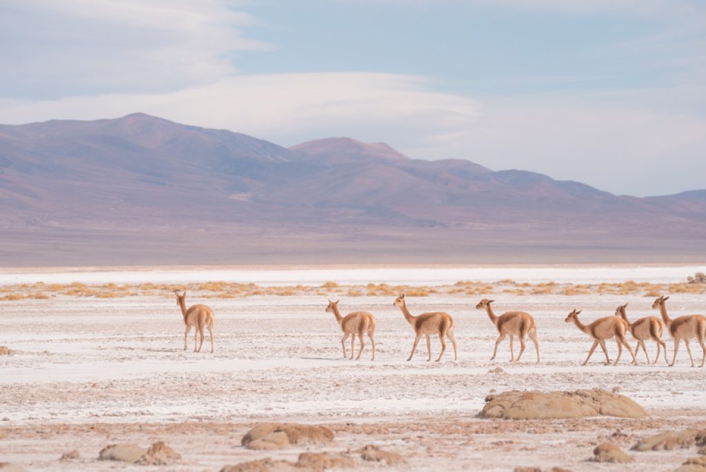Argentina_Salta_Pristine Salinas Grandes (4)