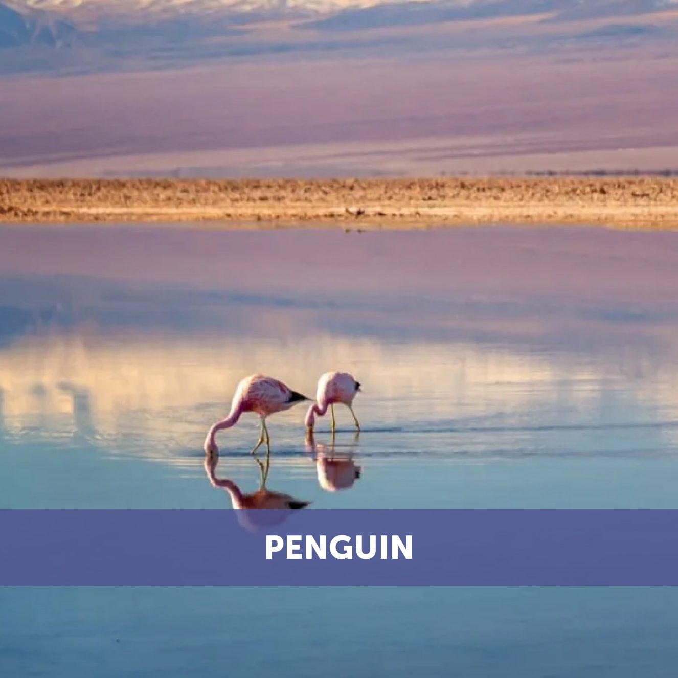 Penguin