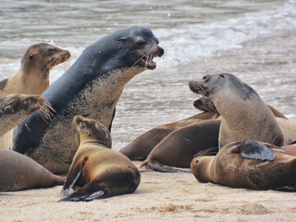 Sea lions in the Galapagos
