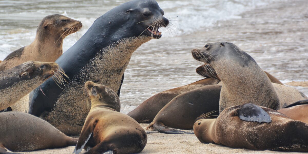 Sea lions in the Galapagos