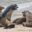 Sea lions in the Galapagos