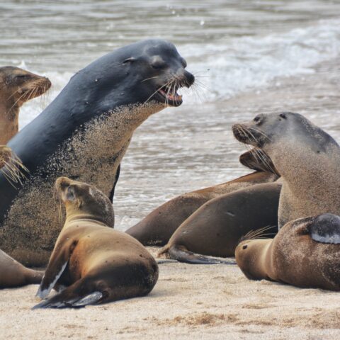Sea lions in the Galapagos