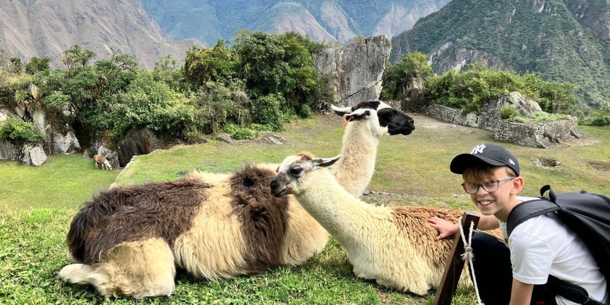 Llamas on a Machu Picchu family holiday