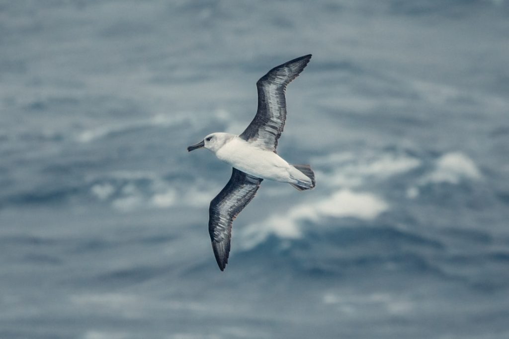 Antarctica – Oceanwide – Drake Passage – Grey-headed albatross