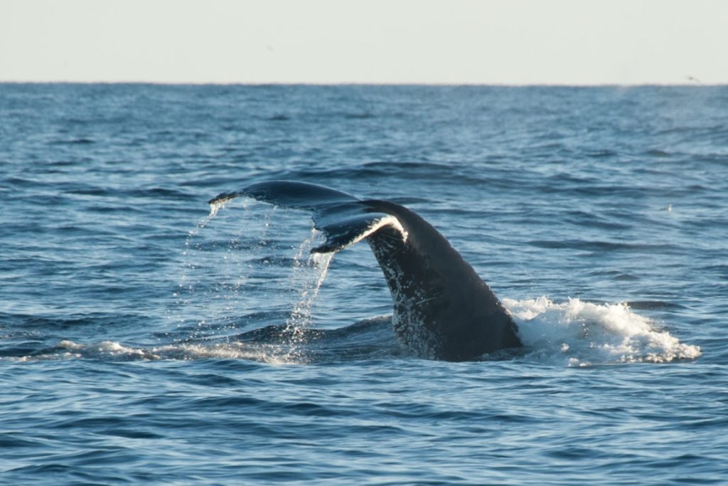 Antarctica – Oceanwide – Humpback whale