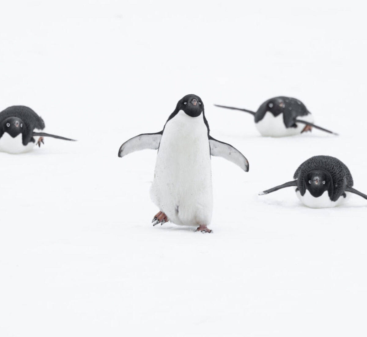 Antarctica – Oceanwide – Penguins 2 – Sara Jenner