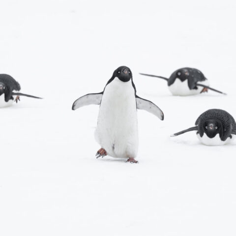Antarctica – Oceanwide – Penguins 2 – Sara Jenner