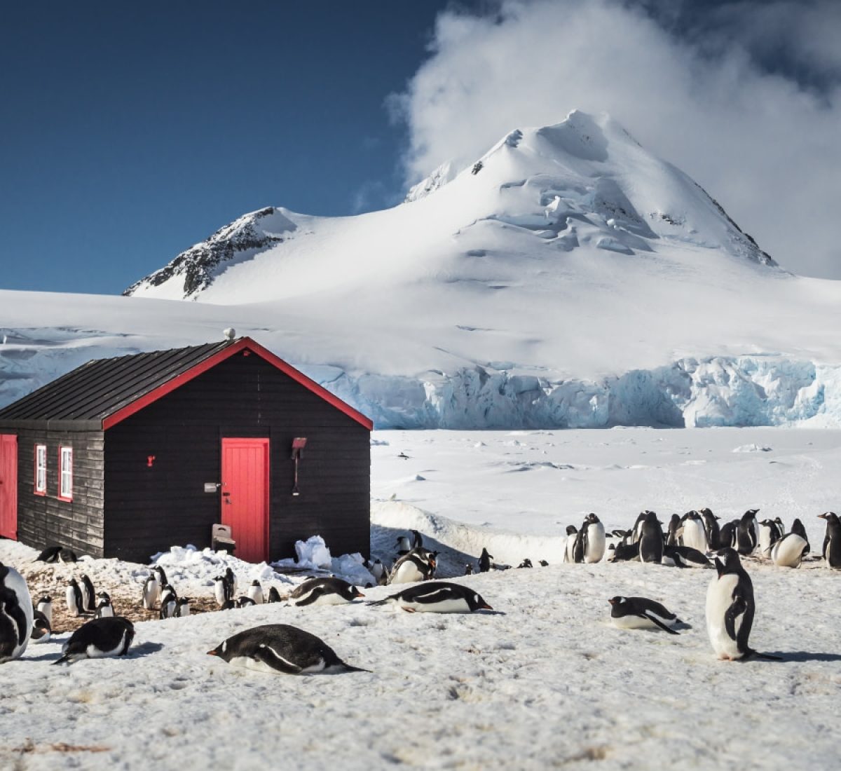 Antarctica – Oceanwide – penguins – Dietmar Denger