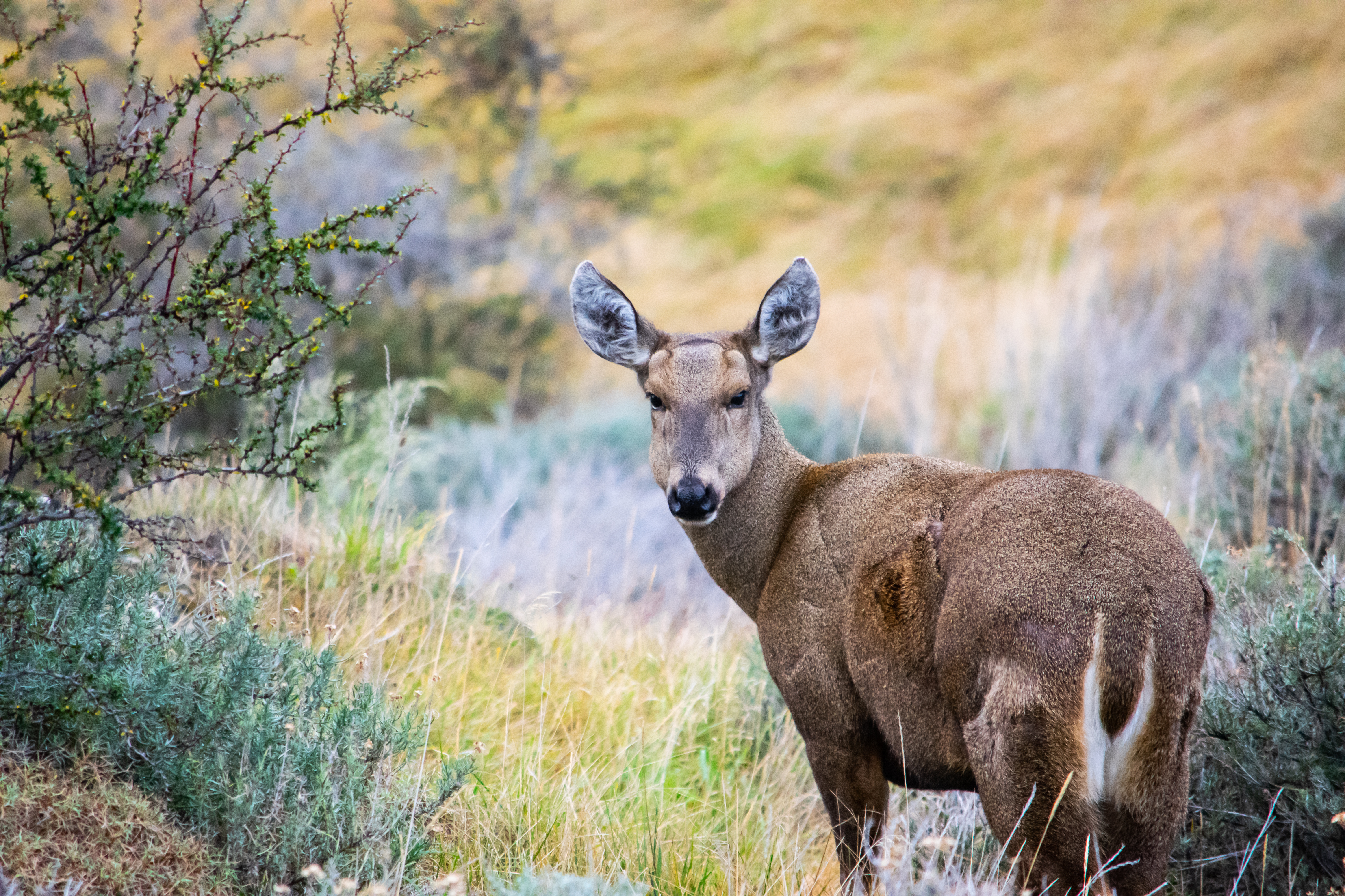 Huemul in the wilds of Patagonia
