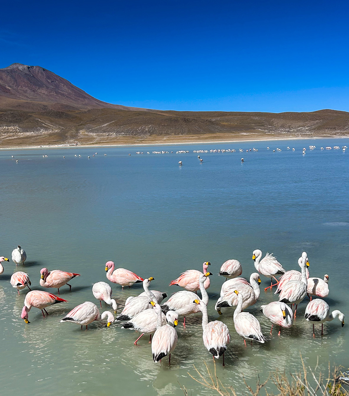 Flamingos in Uyuni, Bolivia