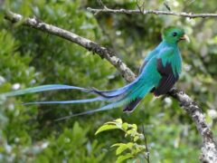 Green and blue bird in the cloud forest