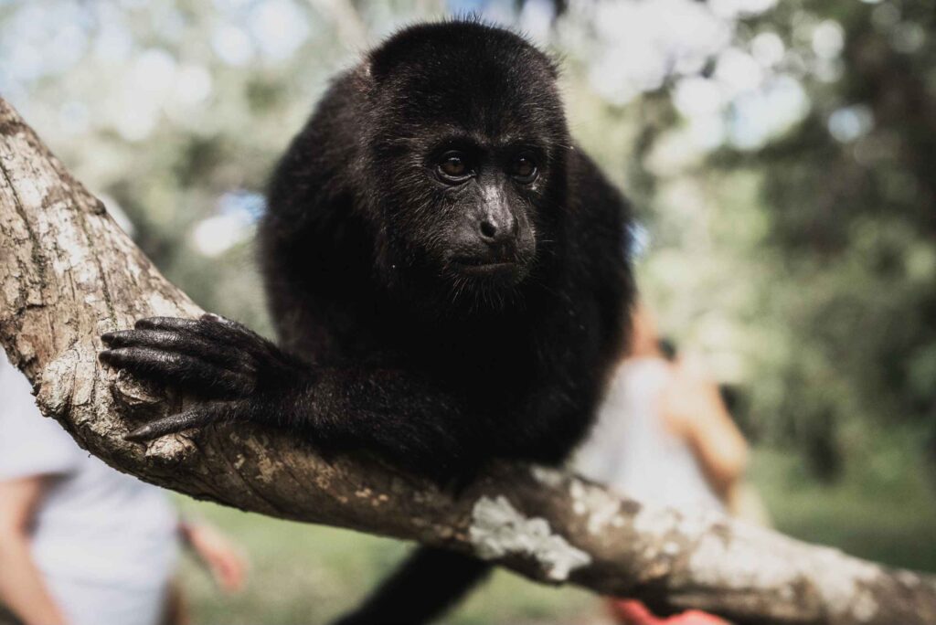 Close up of a black monkey in the trees near the Turtle Inn