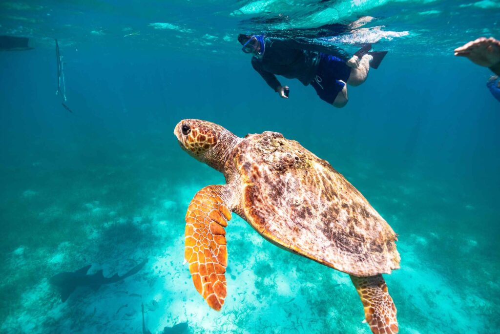 Turtle swimming in turquoise waters with snorkellers