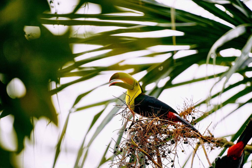 Tropical bird in the jungle