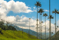 Cocora Valley, Colombia