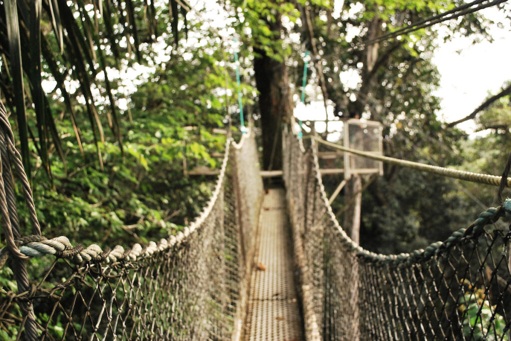 Iwokrama Walkway