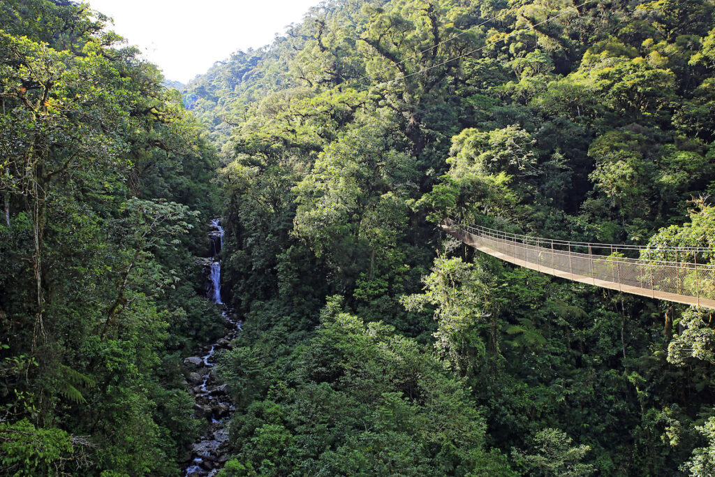 Boquette Cloudforest, Panama