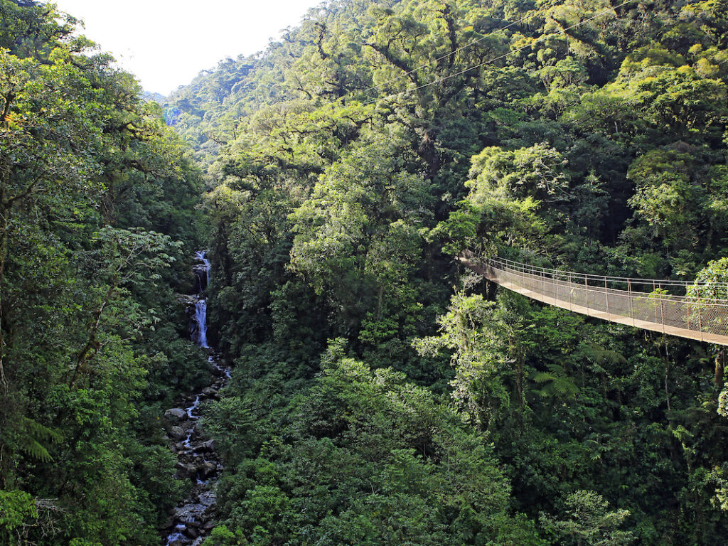 Boquette Cloudforest, Panama