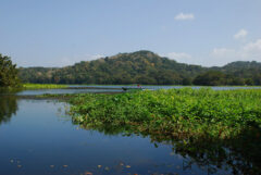 Lake Gatun, Panama Canal
