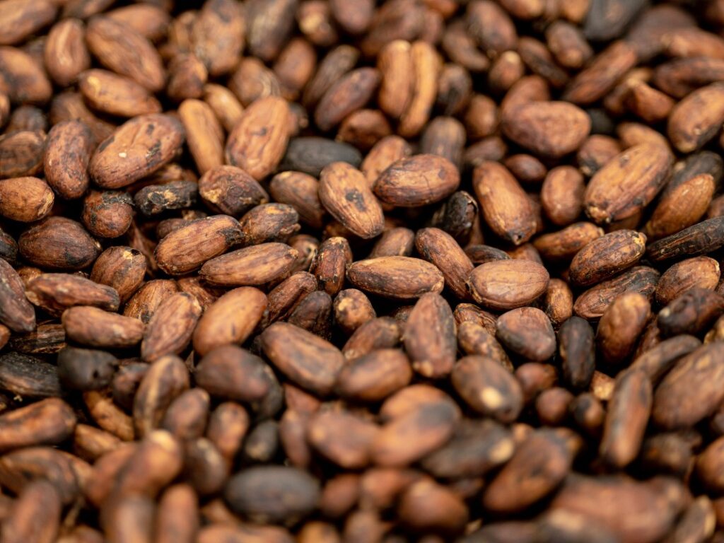 Cacao Plantation in Bocas Del Toro