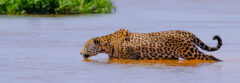 Pantanal