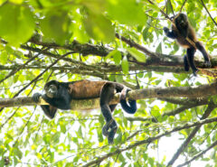 Monkeys in Tortuguero, Costa Rica
