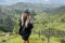Samaria Valley, coffee region, Colombia