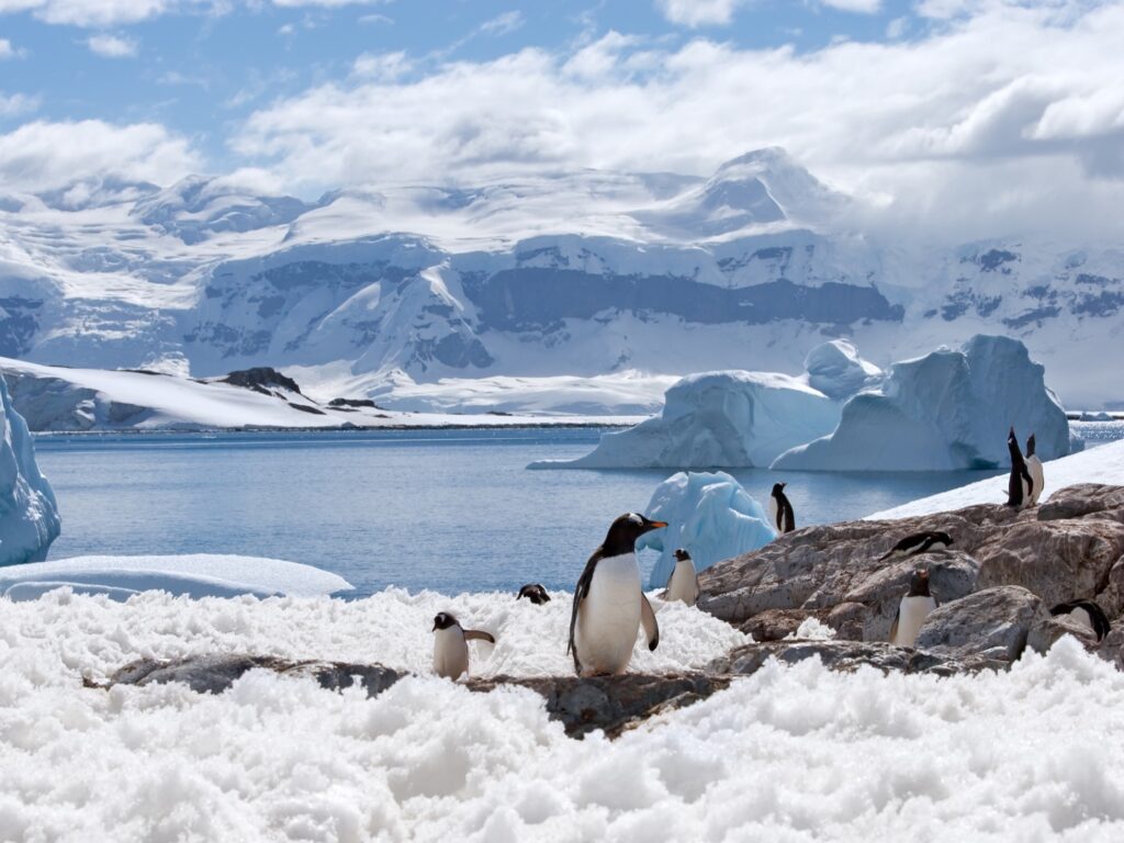 Antarctica Penguins