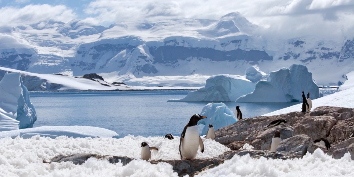 Antarctica Penguins