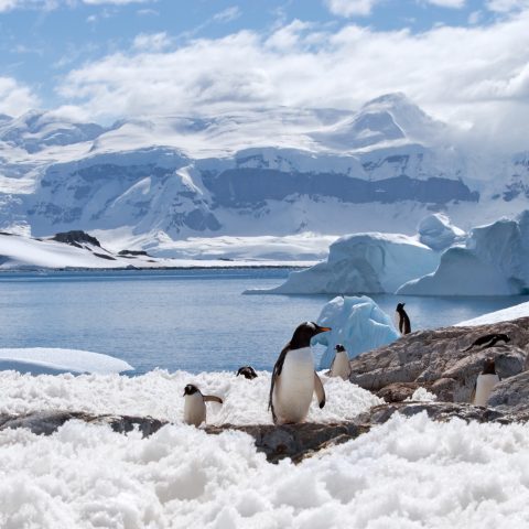 Antarctica Penguins