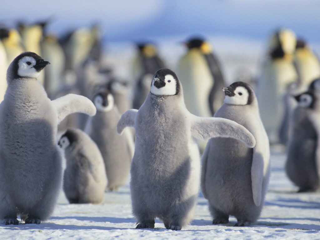 Penguin Chicks Antarctica