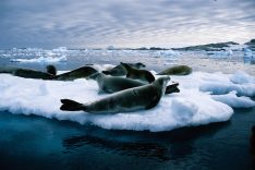 Sels Antarctica
