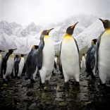 ANT_Penguin_iStock_000003462778Large