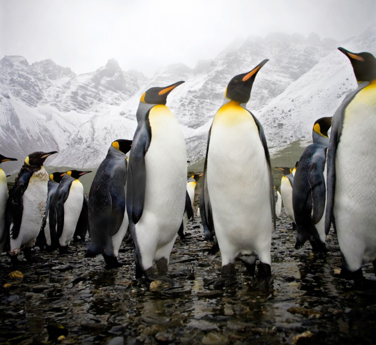 King Penguins