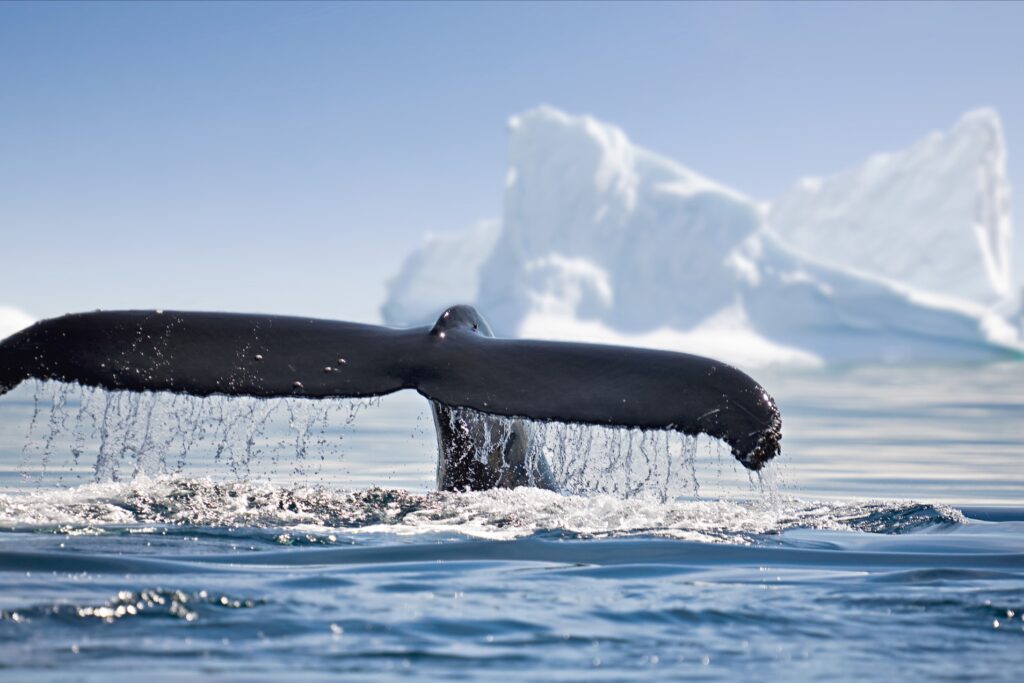 Whale Antarctica