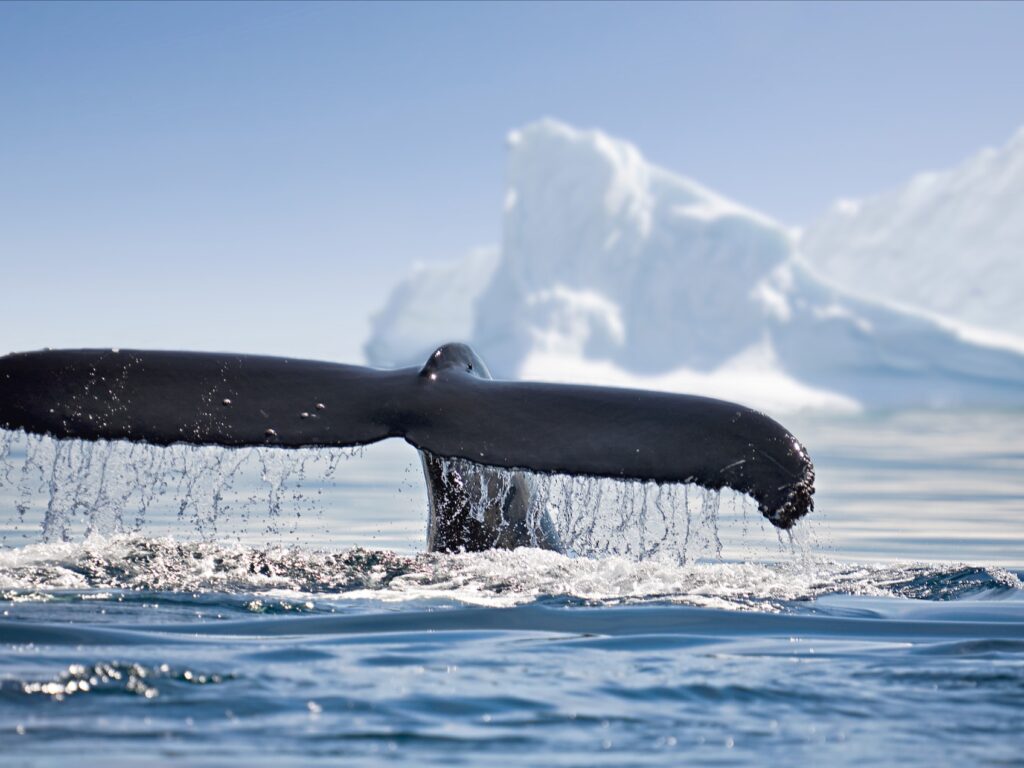 Whale Antarctica